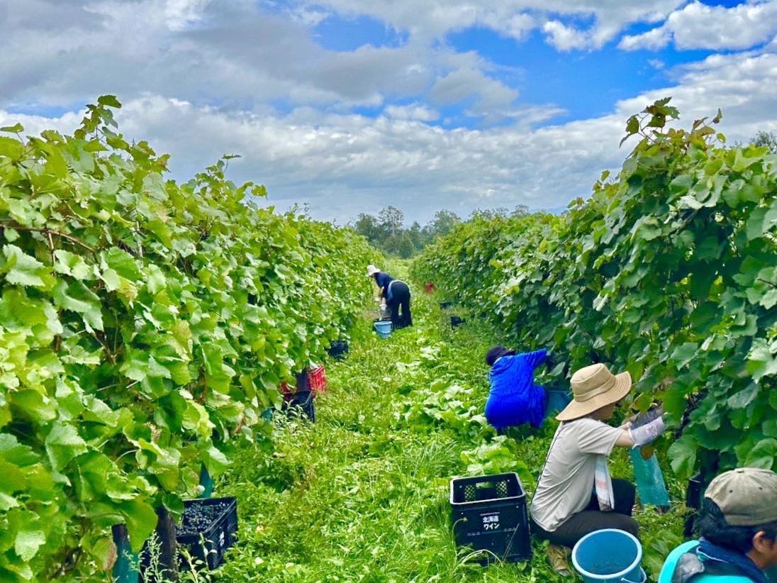 北海道ワイン（株）さんのヴィンヤード、鶴沼ワイナリー での収穫体験へ