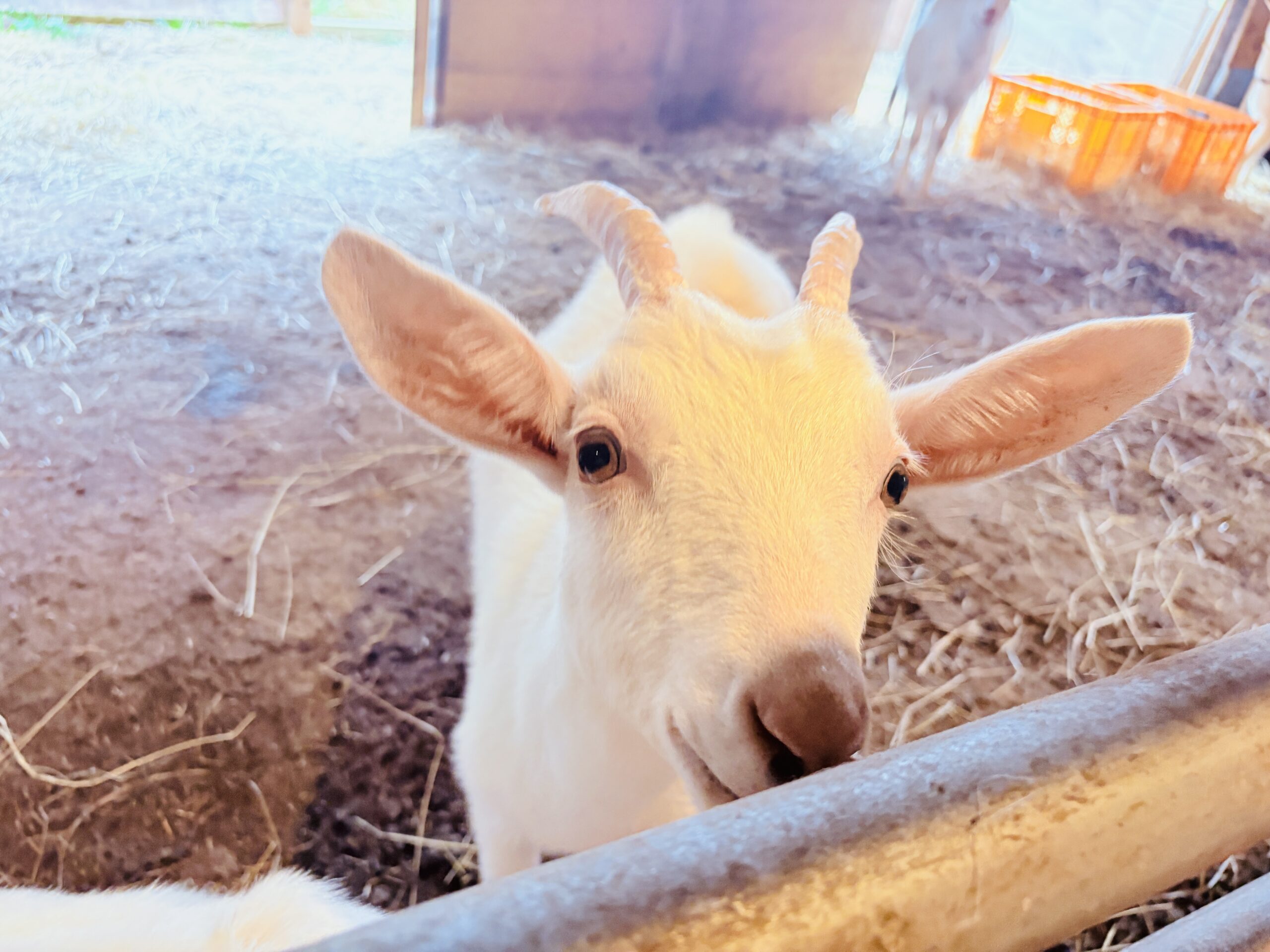 かわいい子ヤギ。美味しいチーズ造りは健康な飼育から
